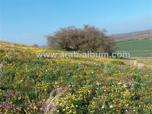 صورة لقرية البيرة - فلسطين: : منظر عام في وادي البيرة ويعتبر من أجمل المناطق في فصل الربيع نظرا للطبيعة الخلابة فيه بعدسة محمد كريم ربيع 2005