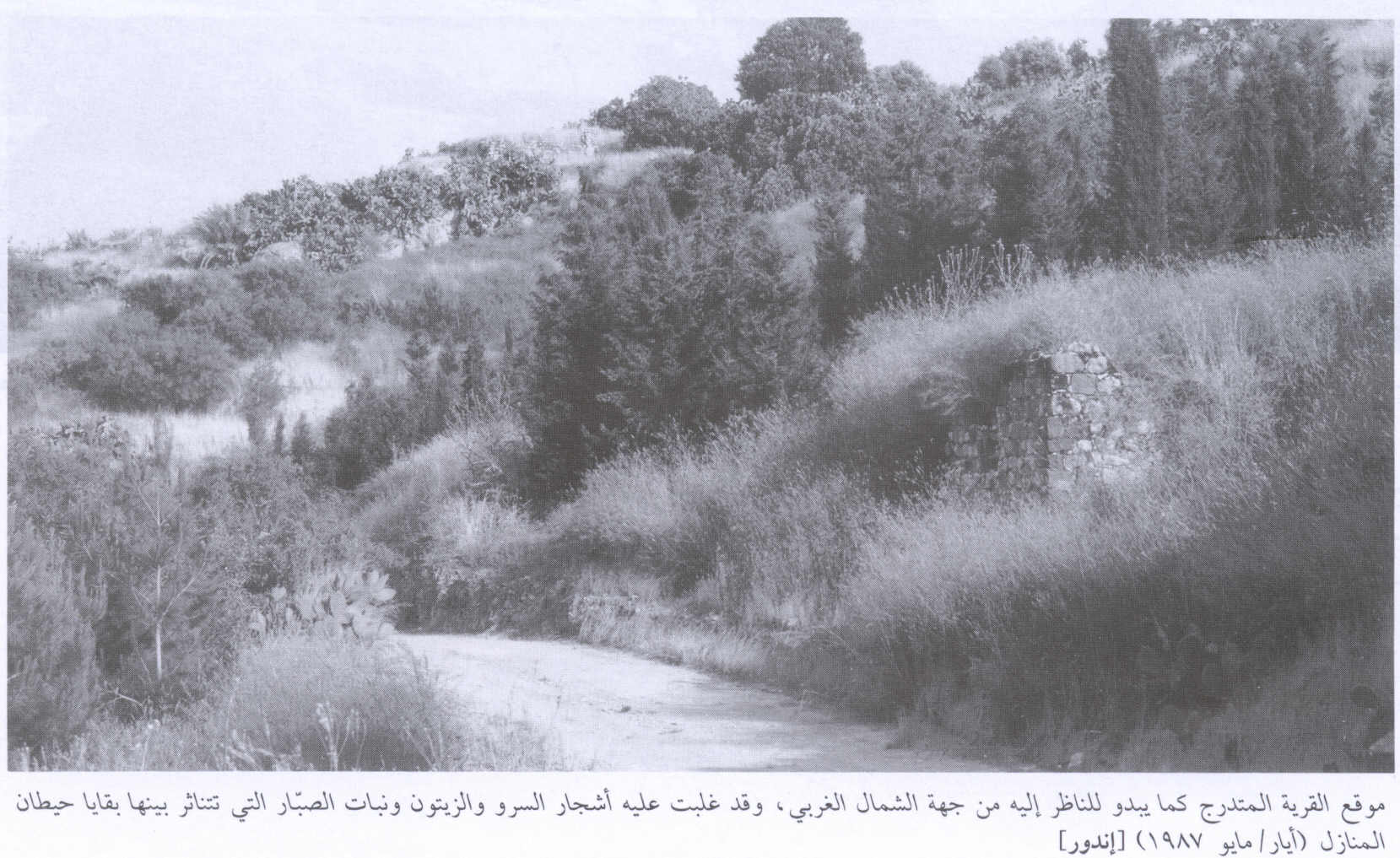 صورة لقرية إندور (عين دور) - فلسطين: : منظر من الجهة الجنوبي الغربي للقرية التي دمرها الصهاينة وطهروا سكانها عرقياً، 1987. أطلال بيوت القرية المدمرة واضحة.
